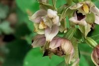 Epipactis helleborine