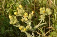 Andryala integrifolia