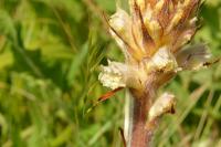 Orobanche