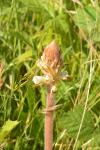 Orobanche