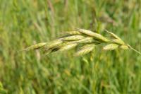 Bromus racemosus/commutatus