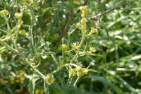 Sisymbrium officinale