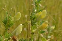 Vicia lutea