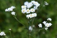 Achillea ptarmica