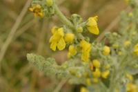 Verbascum pulverulentum
