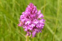Anacamptis pyramidalis