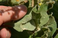 Verbascum pulverulentum