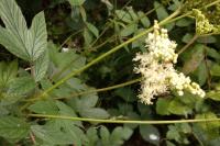 Filipendula ulmaria