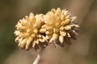 Allium vineale