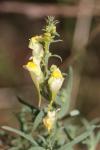 Linaria vulgaris