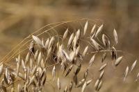 Avena fatua