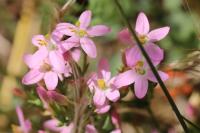 Centaurium erythraea