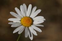 Tripleurospermum inodorum