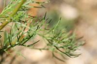 Tripleurospermum inodorum