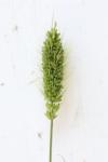 Setaria italica subsp. viridis
