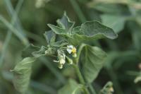 Solanum nigrum