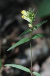 Melampyrum pratense
