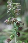 Epipactis helleborine