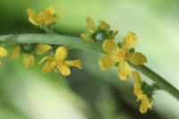 Agrimonia eupatoria