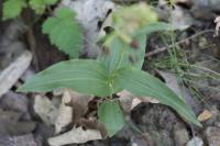 Epipactis helleborine