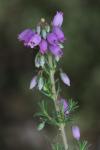 Erica cinerea