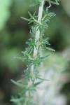 Erica cinerea