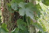Humulus lupulus