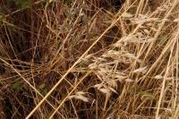 Avena fatua