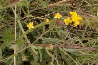 Agrimonia eupatoria