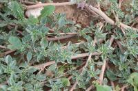 Amaranthus blitoides