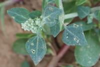 Chenopodium vulvaria