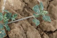 Chenopodium vulvaria