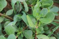 Portulaca oleracea