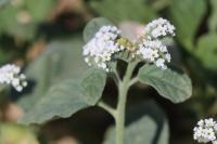 Heliotropium europaeum