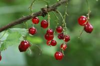 Ribes rubrum