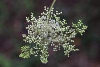 Filipendula ulmaria