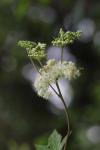 Filipendula ulmaria
