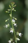 Circaea lutetiana