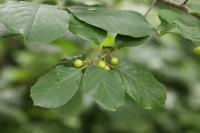 Frangula alnus