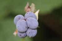 Rubus caesius