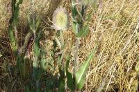 Dipsacus fullonum