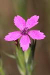 Dianthus armeria