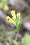 Melampyrum pratense