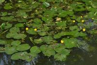 Nuphar lutea