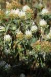 Trifolium alexandrinum