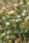 Trifolium alexandrinum