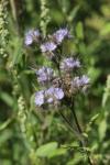Phacelia tanacetifolia