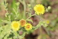 Pulicaria dysenterica