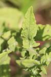 Pulicaria dysenterica