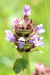 Prunella vulgaris